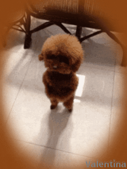 JsQWzHbOn16T.gif