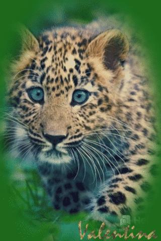 akH1ZCep9w8C.gif