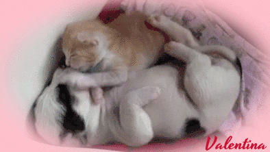 t8zWVMWs6NGI.gif