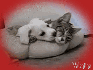 wBHIJ6VBYFhh.gif