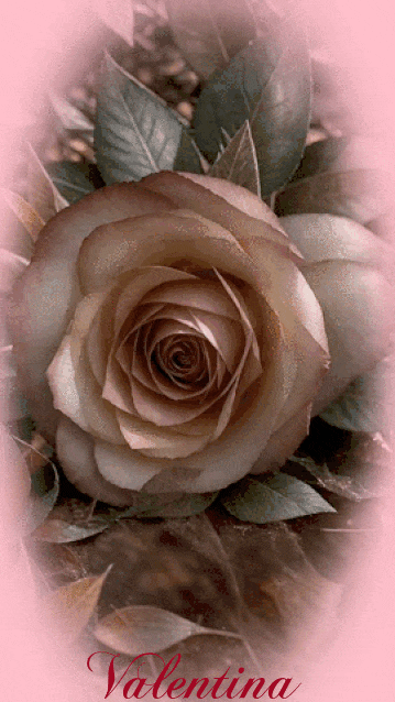 RZLYoXS2xZF5.gif