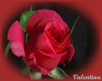W0Lo3o5ZRFmp.gif