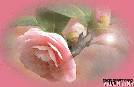 PY8KKQaibdHh.gif