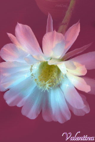 tzXyg73P97jB.gif