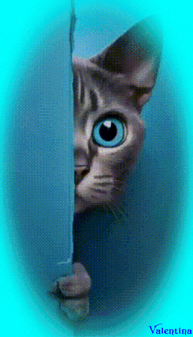 nj5bto6DuCou.gif