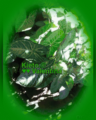 2104831GlAsLeVW.gif